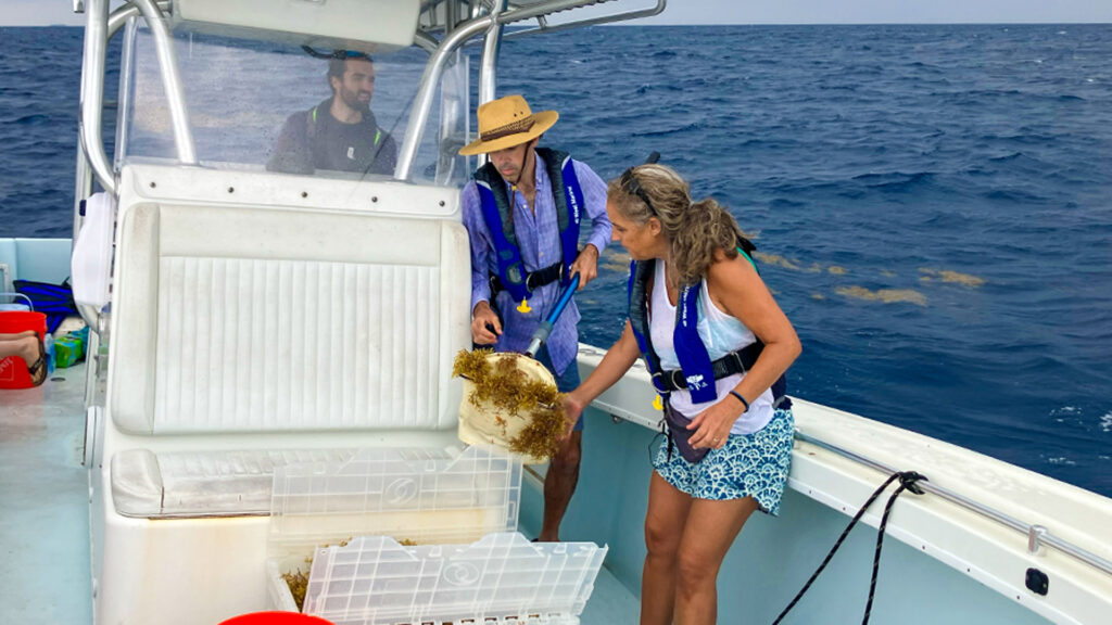 Off the coast of Miami, ocean scientist Maria Josefina Olascoaga and other researchers collected sargassum for her NSF-funded study on the transport of the seaweed. (Photo: Courtesy of Maria Josefina Olascoaga)