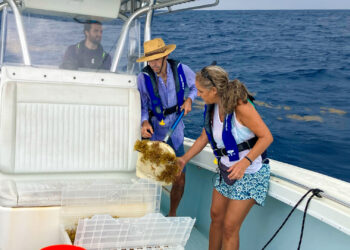 Off the coast of Miami, ocean scientist Maria Josefina Olascoaga and other researchers collected sargassum for her NSF-funded study on the transport of the seaweed. (Photo: Courtesy of Maria Josefina Olascoaga)
