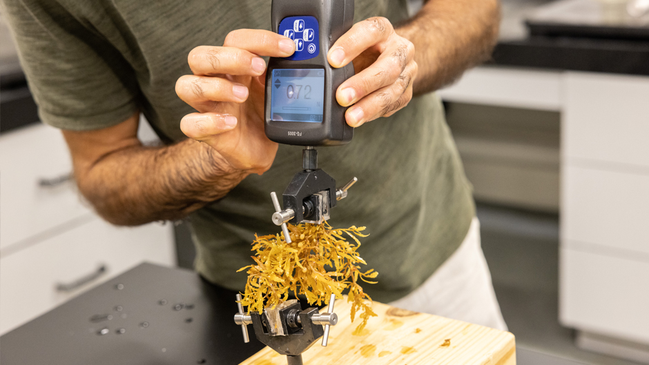 As part of the study, researchers are also studying the tensile strength and stretching properties of sargassum seaweed. (Photo: Joshua Prezant/University of Miami)