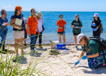 Rivka Reiner, a junior majoring in environmental engineering at the University of Miami, takes a sediment sample at Crandon Park Beach on June 5. (Photo: Joshua Prezant/University of Miami)