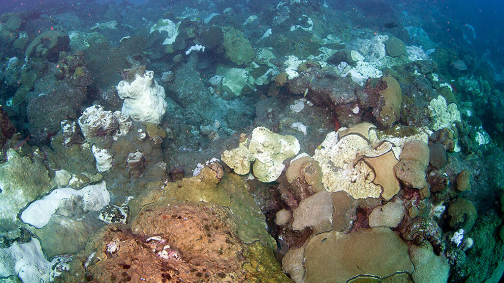 Extensive coral bleaching in 2010. (Photo: G.P. Schmahl/FGBNMS)