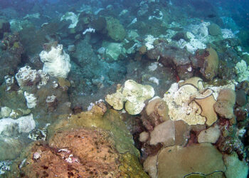 Extensive coral bleaching in 2010. (Photo: G.P. Schmahl/FGBNMS)