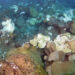 Extensive coral bleaching in 2010. (Photo: G.P. Schmahl/FGBNMS)
