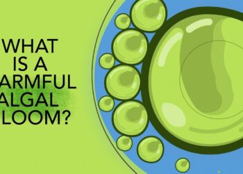 What is a harmful algal bloom?