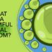 What is a harmful algal bloom?
