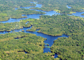 An aerial view of the Amazon rainforest (Neil Palmer/CIAT, CC BY-SA 2.0, via Wikimedia Commons)