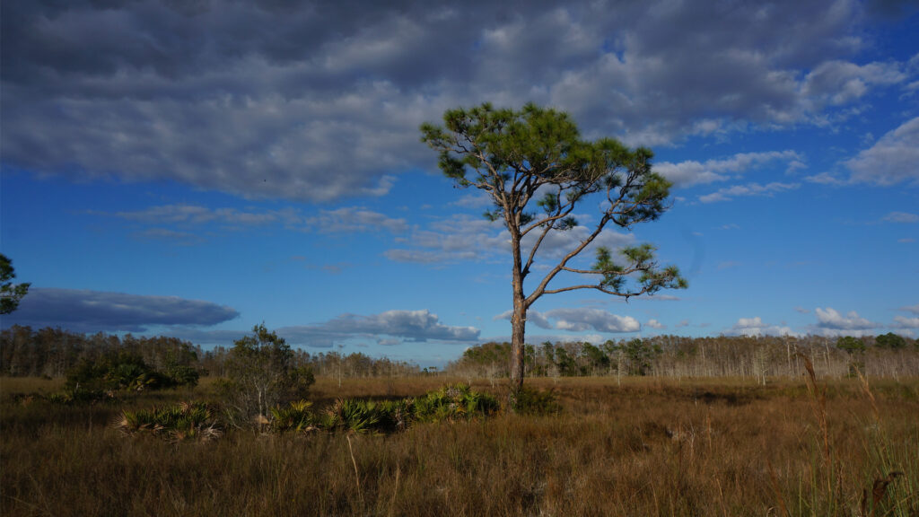 Big Cypress National Preserve, which is part of the Caloosahatchee-Big Cypress Corridor (Big Cypress National Preserve, Public domain, via Wikimedia Commons)