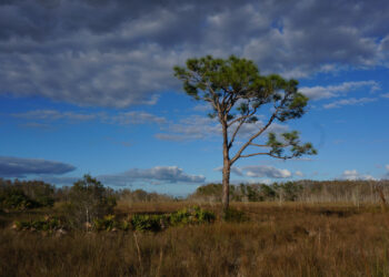 Big Cypress National Preserve, which is part of the Caloosahatchee-Big Cypress Corridor (Big Cypress National Preserve, Public domain, via Wikimedia Commons)