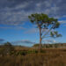 Big Cypress National Preserve, which is part of the Caloosahatchee-Big Cypress Corridor (Big Cypress National Preserve, Public domain, via Wikimedia Commons)
