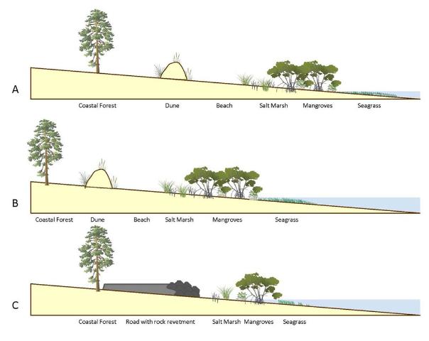 This diagram outlines the changes in coastal vegetation and shorelines as sea level rises. With “ghost forests,” the sea level moves into that coastal forest section. (W. Gray, IAN Image Library)