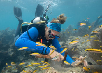 A diver prepares a site for staghorn coral replanting by removing nuisance algae. (Credit: Coral Restoration Foundation via NOAA)
