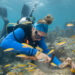 A diver prepares a site for staghorn coral replanting by removing nuisance algae. (Credit: Coral Restoration Foundation via NOAA)