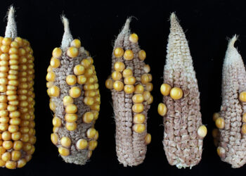 Non-stressed corn, at left, compared to corn that was heat stressed at different stages of pollen development. (Kevin Begcy, UF/IFAS)