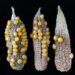 Non-stressed corn, at left, compared to corn that was heat stressed at different stages of pollen development. (Kevin Begcy, UF/IFAS)