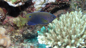 Damselfish are finding it harder to detect predators. (Julie Bedford, NOAA PA, Public domain, via Wikimedia Commons)