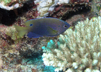 Damselfish are finding it harder to detect predators. (Julie Bedford, NOAA PA, Public domain, via Wikimedia Commons)
