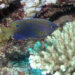 Damselfish are finding it harder to detect predators. (Julie Bedford, NOAA PA, Public domain, via Wikimedia Commons)