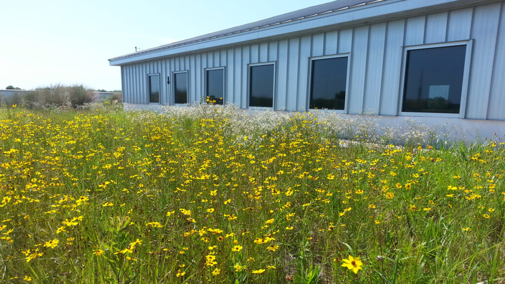 The Florida state wildflower, coreopsis, in bloom atop the Escambia County green roof. (Photo: UF/IFAS Extension)