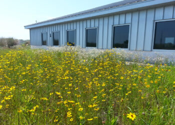 The Florida state wildflower, coreopsis, in bloom atop the Escambia County green roof. (Photo: UF/IFAS Extension)