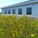 The Florida state wildflower, coreopsis, in bloom atop the Escambia County green roof. (Photo: UF/IFAS Extension)