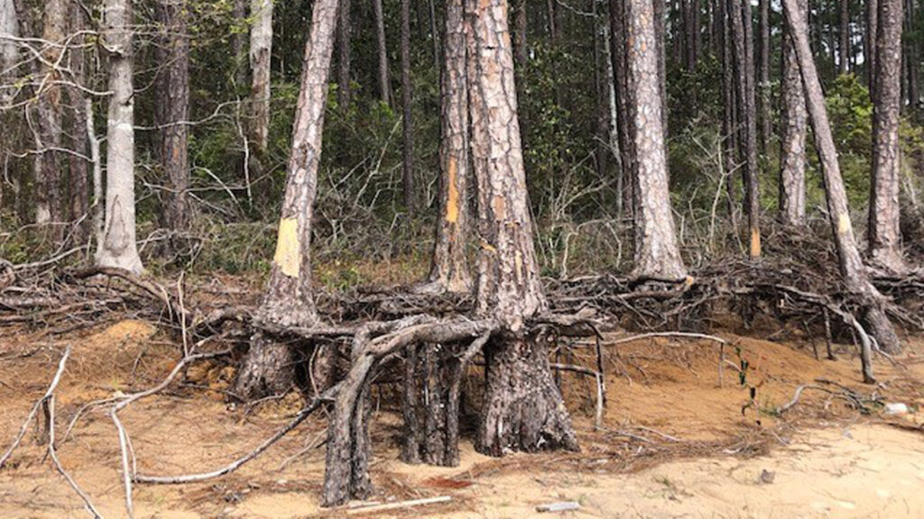 A ghost forest forming along the shoreline of Blackwater Bay in Santa Rosa County. (Carrie Stevenson, UF/IFAS Extension)