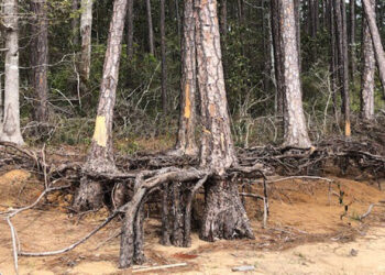 A ghost forest forming along the shoreline of Blackwater Bay in Santa Rosa County. (Carrie Stevenson, UF/IFAS Extension)
