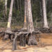 A ghost forest forming along the shoreline of Blackwater Bay in Santa Rosa County. (Carrie Stevenson, UF/IFAS Extension)