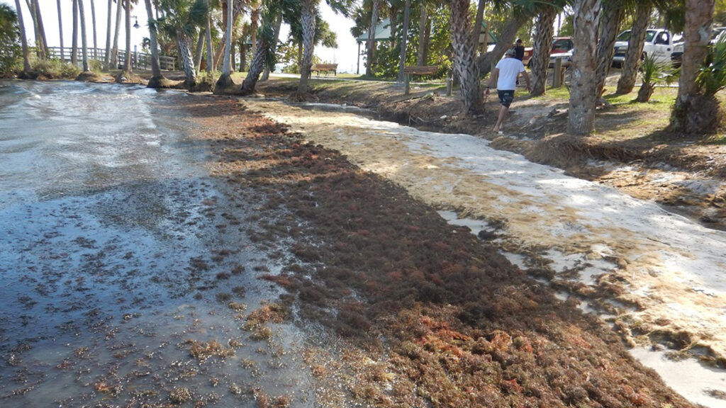 Blooms of red drift macroalgae on the shoreline near Turkey Creek, an Indian River Lagoon tributary, during the study period. (Credit: Brian Lapointe, FAU Harbor Branch)