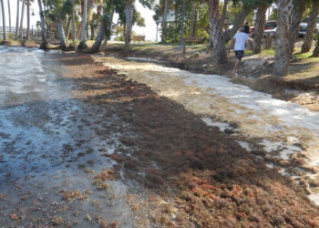 Blooms of red drift macroalgae on the shoreline near Turkey Creek, an Indian River Lagoon tributary, during the study period. (Credit: Brian Lapointe, FAU Harbor Branch)