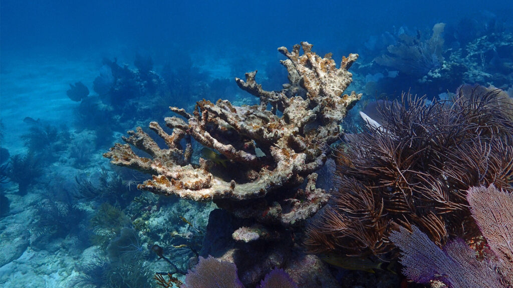 Dead Elkhorn coral (Acropora palmata) at Sombrero Reef. (Credit: Ken Nedimyer, via NOAA)