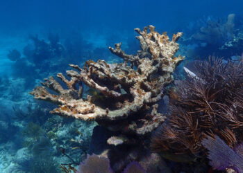 Dead Elkhorn coral (Acropora palmata) at Sombrero Reef. (Credit: Ken Nedimyer, via NOAA)
