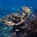 Dead Elkhorn coral (Acropora palmata) at Sombrero Reef. (Credit: Ken Nedimyer, via NOAA)