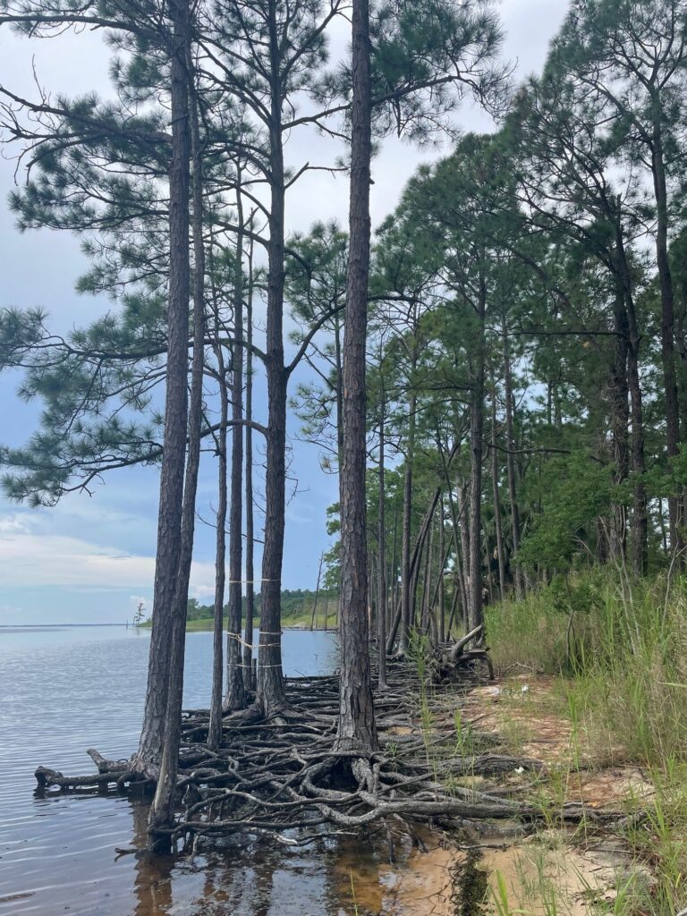 Exposed roots of a ghost forest forming along the Escambia Bay. (Carrie Stevenson, UF/IFAS Extension)