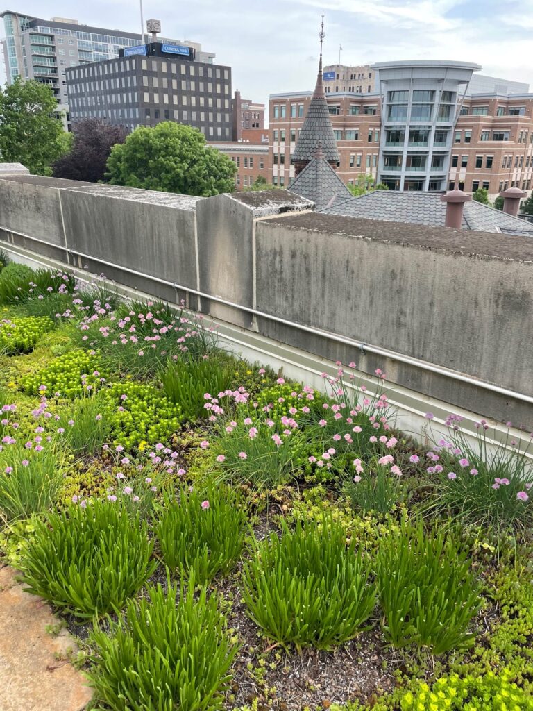 The skyline of downtown Kalamazoo, Michigan, as viewed from their City Hall green roof. (Photo: Carrie Stevenson, UF IFAS Extension)