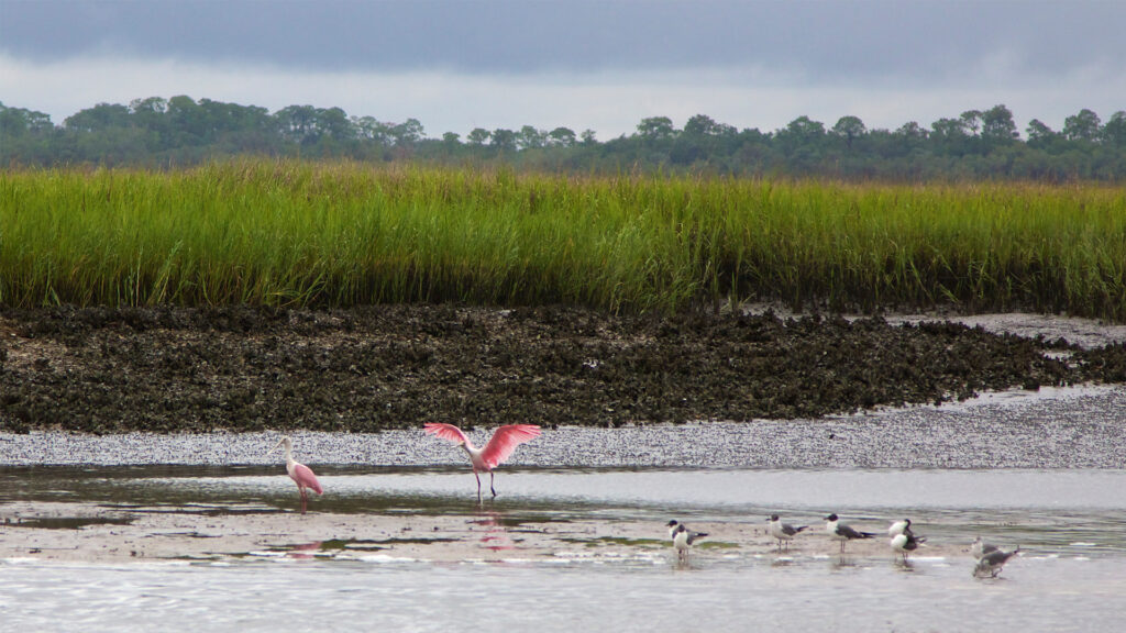 A mudflat on Amelia Island (Patrick Fitzgerald, CC BY 2.0, via Wikimedia Commons)