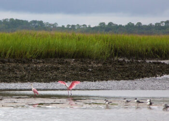 A mudflat on Amelia Island (Patrick Fitzgerald, CC BY 2.0, via Wikimedia Commons)
