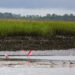 A mudflat on Amelia Island (Patrick Fitzgerald, CC BY 2.0, via Wikimedia Commons)