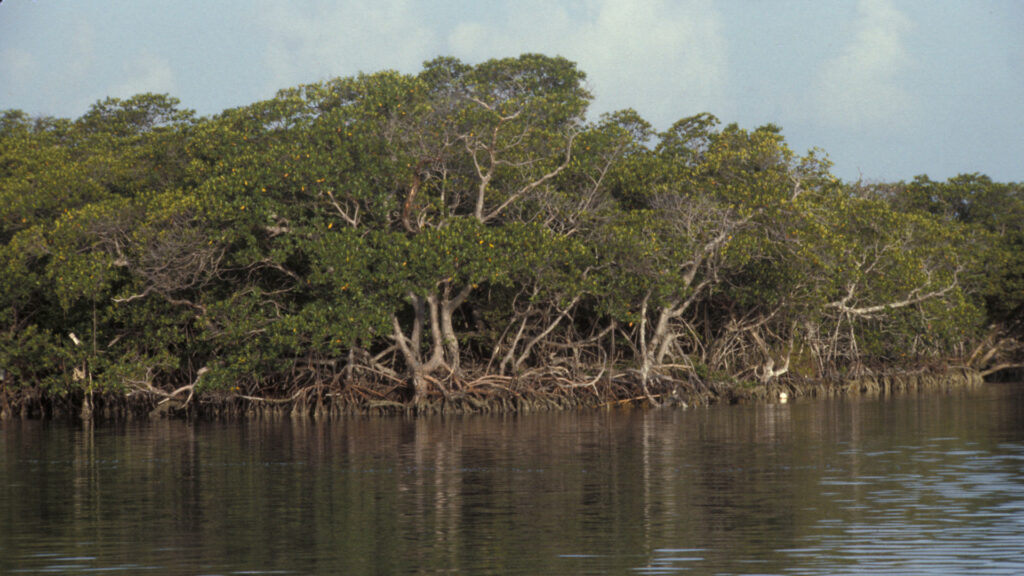 Mangroves at Biscayne National Park (National Park Service Digital Image Archives, Public domain, via Wikimedia Commons)