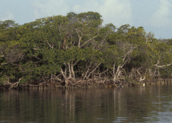 Mangroves at Biscayne National Park (National Park Service Digital Image Archives, Public domain, via Wikimedia Commons)