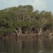 Mangroves at Biscayne National Park (National Park Service Digital Image Archives, Public domain, via Wikimedia Commons)