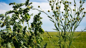 Chick peas intercropped with flax on a farm (USDA NRCS Montana)