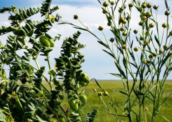 Chick peas intercropped with flax on a farm (USDA NRCS Montana)