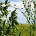 Chick peas intercropped with flax on a farm (USDA NRCS Montana)