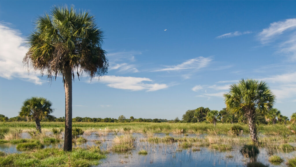 Florida landowners in the Northern Everglades use conservation easements as a tool to restore their wetlands. (U.S. Department of Agriculture, CC BY 2.0, via Wikimedia Commons)