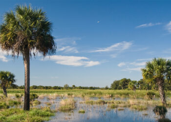 Florida landowners in the Northern Everglades use conservation easements as a tool to restore their wetlands. (U.S. Department of Agriculture, CC BY 2.0, via Wikimedia Commons)