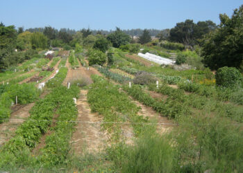 An organic farm (David Silver, CC BY-SA 2.0, via Wikimedia Commons)