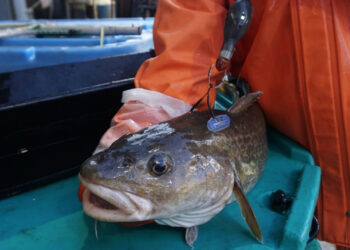A researcher holds a Pacific cod after putting a satellite tag on it. (NOAA Fisheries)