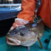 A researcher holds a Pacific cod after putting a satellite tag on it. (NOAA Fisheries)