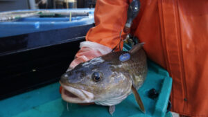 A researcher holds a Pacific cod after putting a satellite tag on it. (NOAA Fisheries)