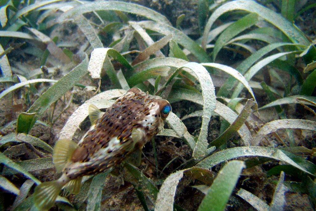 A pufferfish in seagrass at Florida Keys National Marine Sanctuary (National Marine Sanctuaries, Public domain, via Wikimedia Commons)